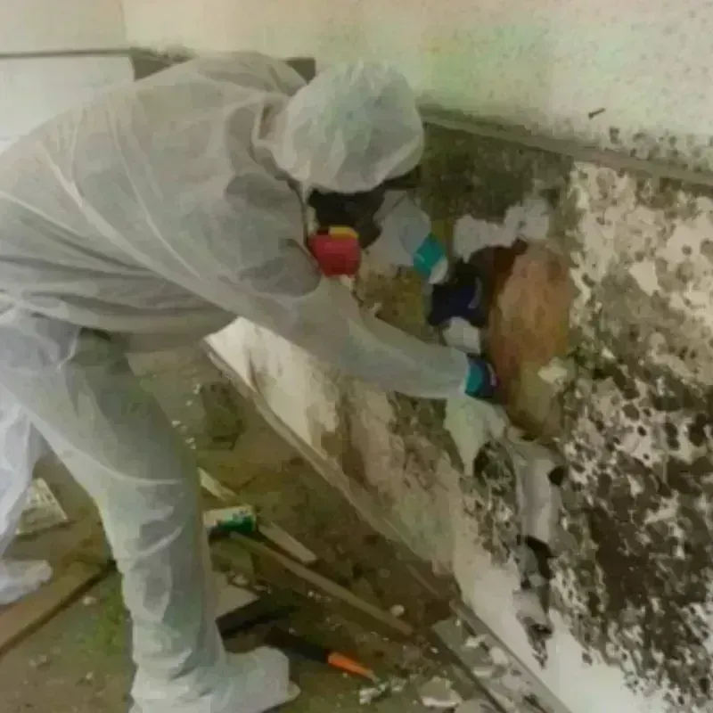 Mold Remediation and Removal in Aspermont, TX